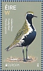 European Golden Plover Pluvialis apricaria