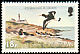 Eurasian Oystercatcher Haematopus ostralegus  1983 Birds 