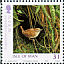 Eurasian Wren  Troglodytes troglodytes