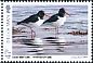 Eurasian Oystercatcher Haematopus ostralegus  2017 Coastal birds 