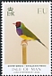 Gouldian Finch Chloebia gouldiae  2021 Show Birds 