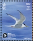Little Tern Sternula albifrons