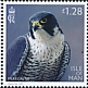 Peregrine Falcon Falco peregrinus