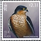 Eurasian Sparrowhawk Accipiter nisus