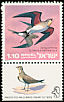 Collared Pratincole Glareola pratincola  1975 Protected birds 