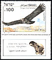 Lappet-faced Vulture Torgos tracheliotos