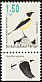 Eastern Black-eared Wheatear Oenanthe melanoleuca