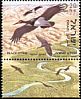 Black Stork Ciconia nigra