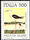 Black-winged Stilt Himantopus himantopus