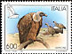 Griffon Vulture Gyps fulvus