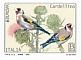 European Goldfinch Carduelis carduelis  2019 Europa sa