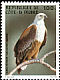 African Fish Eagle Icthyophaga vocifer