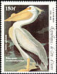 American White Pelican Pelecanus erythrorhynchos