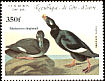 White-winged Scoter Melanitta deglandi  1985 Audubon 