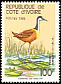 African Jacana Actophilornis africanus  1985 Birds 