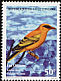 African Golden Oriole Oriolus auratus