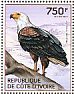 African Fish Eagle Icthyophaga vocifer