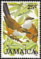 Chestnut-bellied Cuckoo Coccyzus pluvialis  1986 Jamaican birds 