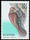 Okinawa Woodpecker Dendrocopos noguchii  1983 Endangered birds 