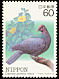 Black Wood Pigeon Columba janthina