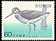 Nordmann's Greenshank Tringa guttifer