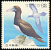 Brown Booby Sula leucogaster  1991 Water birds 
