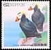 Tufted Puffin Fratercula cirrhata