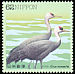 Hooded Crane Grus monacha  1992 Water birds 