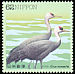 Hooded Crane Grus monacha