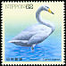 Whooper Swan Cygnus cygnus