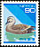 Eastern Spot-billed Duck Anas zonorhyncha  1994 Definitives 