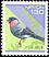 Eurasian Bullfinch Pyrrhula pyrrhula  1994 Definitives 