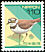 Little Ringed Plover Charadrius dubius  1997 Nature of Japan 