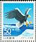Steller's Sea Eagle Haliaeetus pelagicus  1999 Birds in Hokkaido Strip
