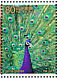 Indian Peafowl Pavo cristatus