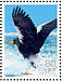 Steller's Sea Eagle Haliaeetus pelagicus