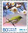 Warbling White-eye Zosterops japonicus