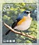 Red-flanked Bluetail Tarsiger cyanurus  2019 Fauna and flora 10v sheet, sa