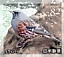 Alpine Accentor Prunella collaris  2019 Fauna and flora 10v sheet, sa