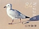 Common Gull Larus canus  2020 Summer greeting 10v set, sa