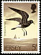 European Storm Petrel Hydrobates pelagicus