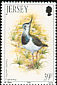 Northern Lapwing Vanellus vanellus  1992 Winter birds 