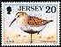 Dunlin Calidris alpina  1997 Seabirds and waders 