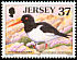 Eurasian Oystercatcher Haematopus ostralegus