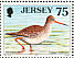 Common Redshank Tringa totanus