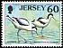 Pied Avocet Recurvirostra avosetta  1998 Seabirds and waders 