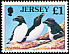 Razorbill Alca torda  1998 Seabirds and waders 