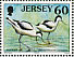 Pied Avocet Recurvirostra avosetta  1998 Seabirds and waders Sheet