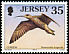 Eurasian Curlew Numenius arquata  1998 Seabirds and waders 