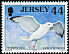 European Herring Gull Larus argentatus  1998 Seabirds and waders 